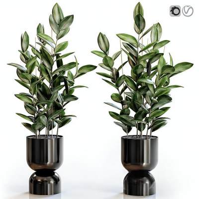 现代植物盆栽-46